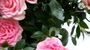 Любовь в цвете!