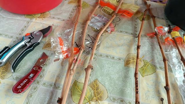 Готовим черенки к укоренению