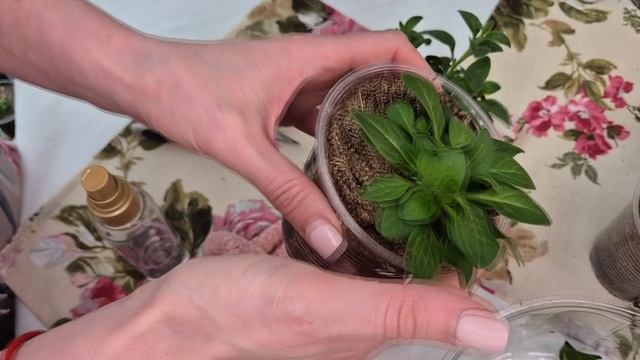 КАК ПРАВИЛЬНО СФОРМИРОВАТЬ ПЕТУНИЮ ДЛЯ ПЫШНОГО КУСТА.