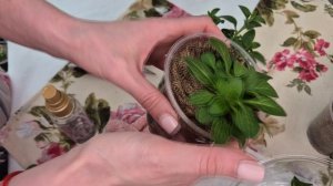 КАК ПРАВИЛЬНО СФОРМИРОВАТЬ ПЕТУНИЮ ДЛЯ ПЫШНОГО КУСТА.