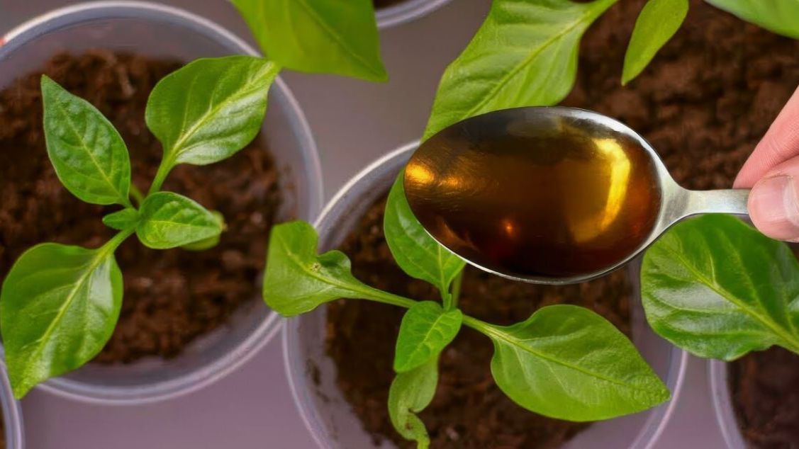 Луковая шелуха для рассады: готовим мощную подкормку после пикировки