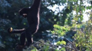 Вьетнам. Фукок. Интро