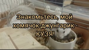 У меня новый хомяк джунгарик Кузя.