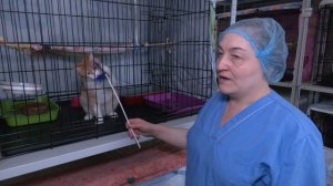 Ищу тебя, хозяин