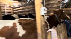 Уехал помощник! Справляемся семьей на большом хозяйстве! Дойка, кормежка и уборка в помещениях!