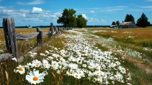 Полевые цветы