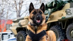 ВЕРНЫЙ НАПАРНИК