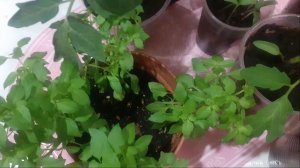 17.03.2026 Немного о разном, в основном поговорим о томатах.