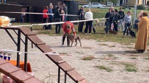 Питбуль Варвара . Наша первая выставка .