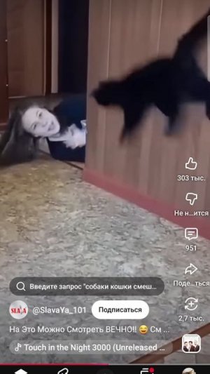 котики и собачки