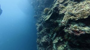 Панглао 2026. Garden Eels