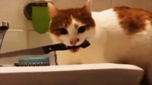 #смешныевидео -1179