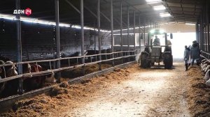 Герефордские коровы: породистые и кучерявые