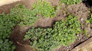 У нас сегодня жара обзор огорода