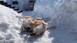 Волчан и Чида на снегу