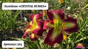Лилейник "CRYSTAL RUBIES"/Сад Ворошиловой