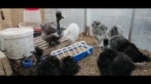 Китайские шёлковые куры в теплице. Окрас редпайл. Цыплята на новом месте.