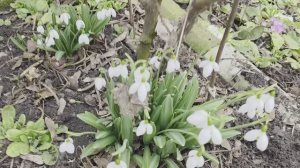 Пионы -новинки просятся в сад.🥰🥰🥰Мои дела и огорчения🥲🥲