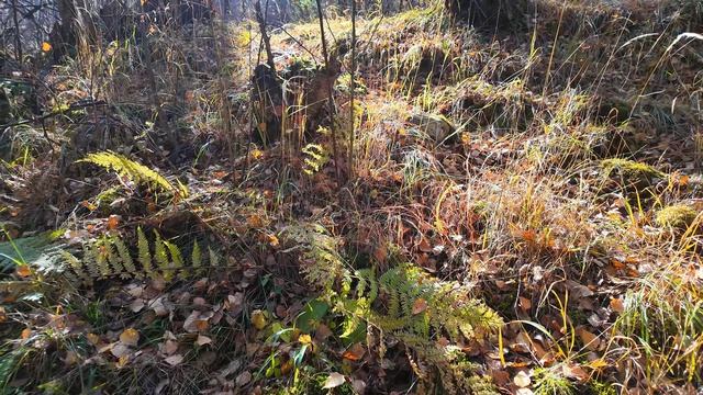 с. Гента (Октябрь 2025г.)