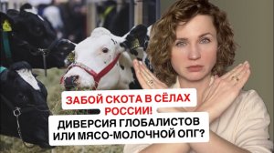 Забой скота в сёлах России: планы Шваба в действии? Инвестфонды США остановили выплаты