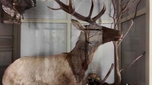 НАЦИОНАЛЬНЫЙ МУЗЕЙ РЕСП БАШКОРТОСТАН ЗАЛЫ ПРИРОДЫ