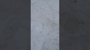 влог с канюшне