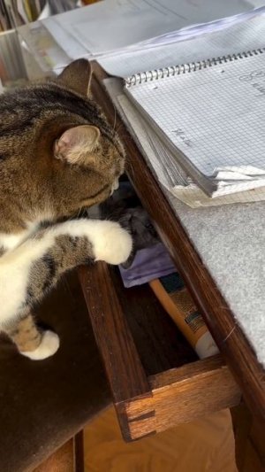 От усатых ничего не спрячешь