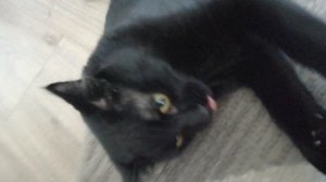 VID_20260316_134309.mp4