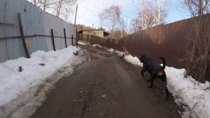 Размышления как я пришел к покупке байка!Прогулка с собакой!