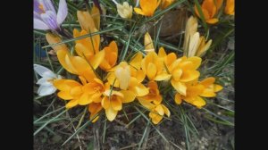 ВЕСНА ИДЕТ, ВЕСНЕ ДОРОГУ!! #цветы #сад #тюльпаны #крокус #весенниецветы #весна #многолетники#сирень