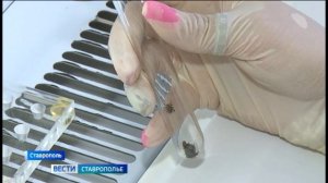 «Вести. Ставропольский край» 17.03.2026 (9.30)