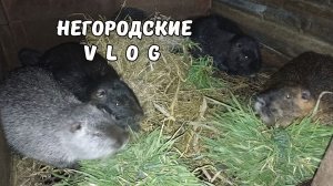 С кошкой Катькой утром идем на хозяйство. 12.03.26