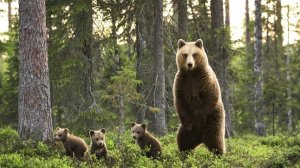 ТАЙГА.   Истории таёжных охотников  Охотничьи байки