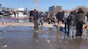 Нижегородская городская выставка охотничьих собак 2026