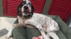 Лиса-Алиса. Необычные лакомства