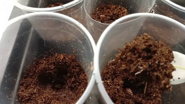 Пикировала перцы.  Перцы из семян свежих плодов сейчас еще не поздно посадить