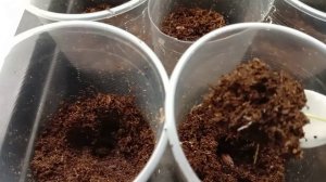 Пикировала перцы.  Перцы из семян свежих плодов сейчас еще не поздно посадить