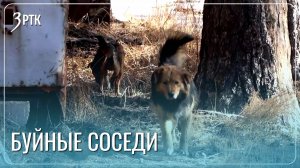 Читинцы устали от собачьих свадеб под окнами