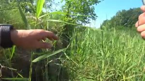 ТАКОГО ЕЩЕ НЕ ЛОВИЛ! ОБАЛДЕННАЯ РЫБАЛКА НА ПОПЛАВОК! Ловля сазана.