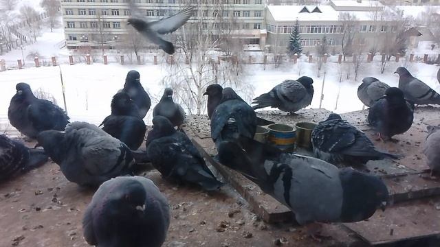 Молодняк купается в минус 20 градусов! Сибирь.