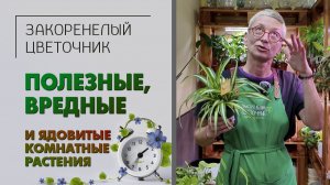 Полезные растения, вредные, ядовитые комнатные растения. Коты, дети и растения. Что и как выбирать?
