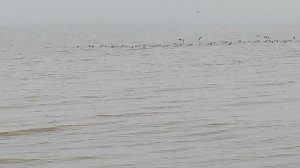 17.03.2026 Таганрогский залив