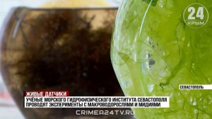 Как севастопольские исследователи применяют моллюсков на благо науки