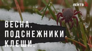 Боррелиоза и энцефалита можно избежать, если вовремя пройти вакцинацию