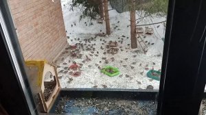 белки и дедушка