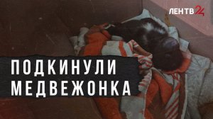 Медвежонка подбросили к воротам фонда помощи диких животных «Велес» во Всеволожском районе