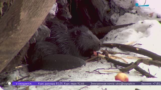 Без прописки, но с квартирой. На Чёрной речке продолжает жить бобр