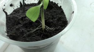 У рассады баклажанов и перцев при подсыпке грунта в стаканчики образуются новые корешки