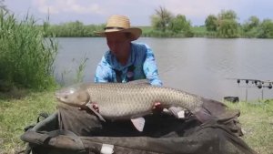 Белый амур и карась на флэт фидер рыбалка летом 2025