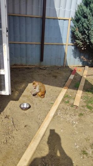 Свободные и счастливые обезьянки